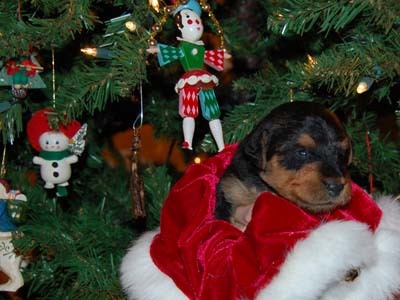 Christmas puppy i.jpg