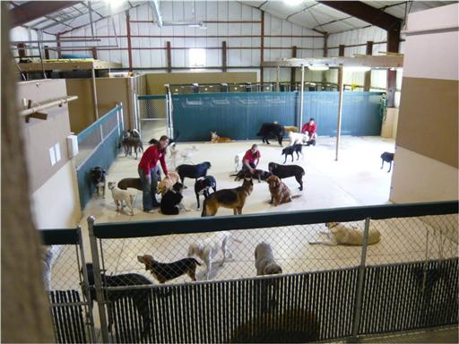 camp bow wow interview process